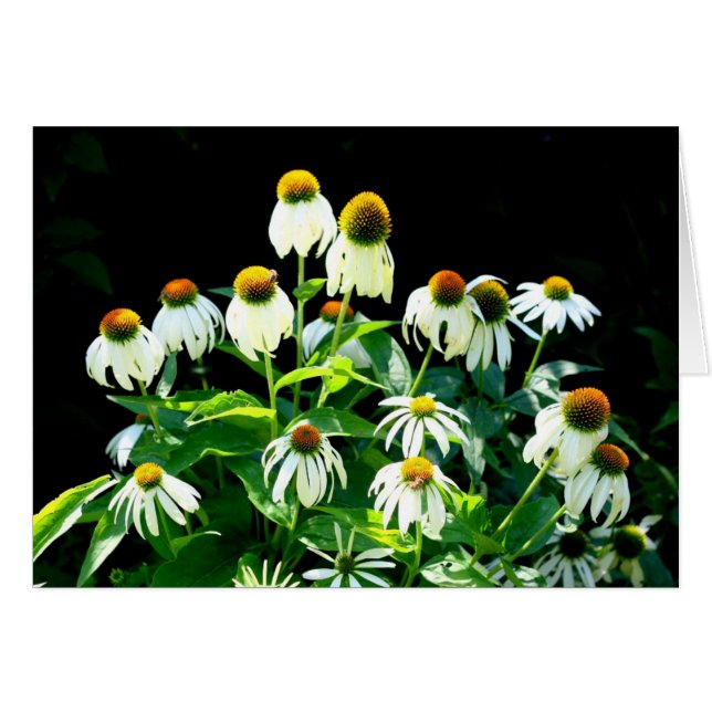 デイジー花 (正面横)