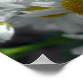 デイジー花 ポスター (角)