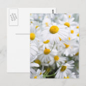 デイジー花 ポストカード (正面/裏面)
