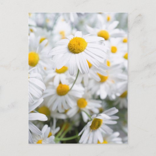 デイジー花 ポストカード (正面)