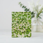 デイジー花 ポストカード (スタンド正面)