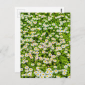 デイジー花 ポストカード (正面/裏面)