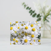 デイジー花 ポストカード (スタンド正面)