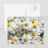 デイジー花 ポストカード (正面/裏面)