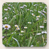 デイジー草原 コースター (正面)