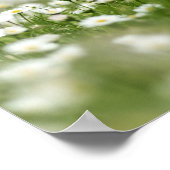 デイジー草原 ポスター (角)