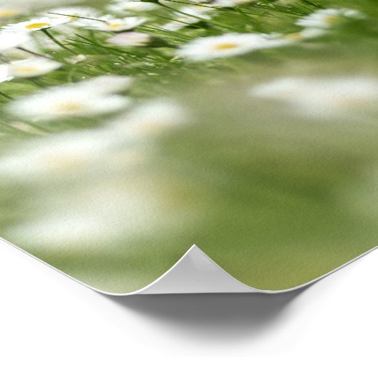 デイジー草原 ポスター (角)