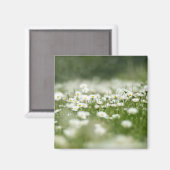 デイジー草原 マグネット (正面/裏面)