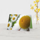 デイジー誕生日カード カード (黄色い花)