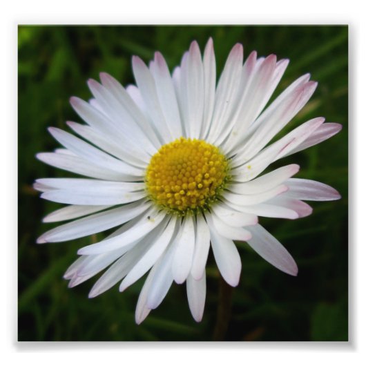 デイジー闇 フォトプリント            (正面)