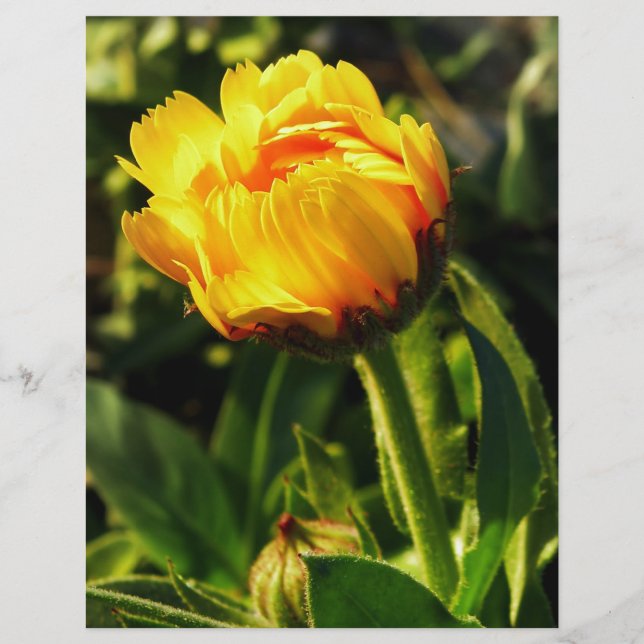 デイジー (正面)