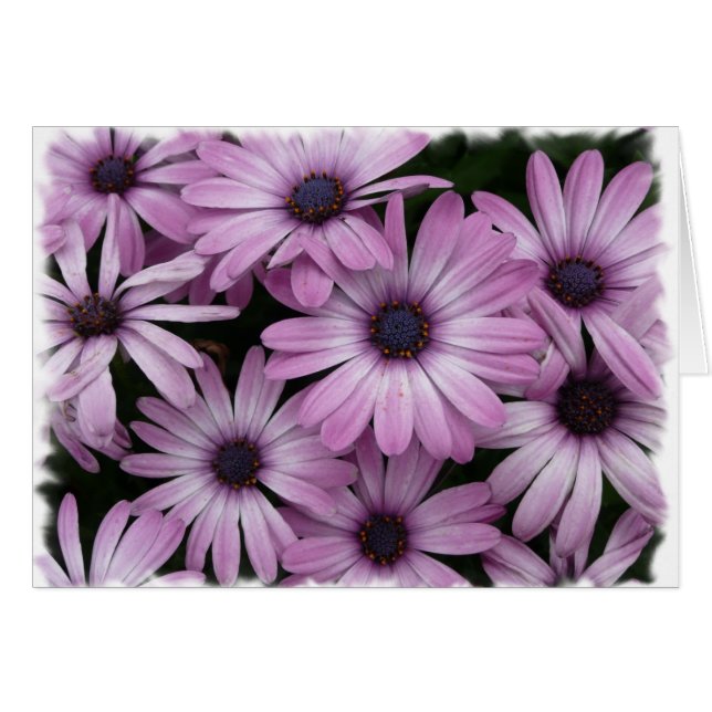 デイジー (正面横)