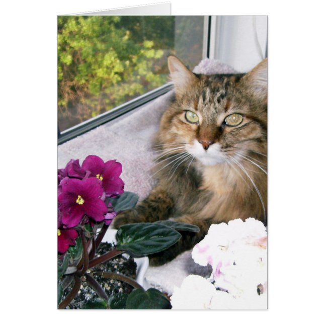 デイジー4 (正面)