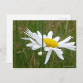 デイジー – はがき (正面/裏面)