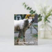 "デイジー"アパロオサフィリー ポストカード (スタンド正面)