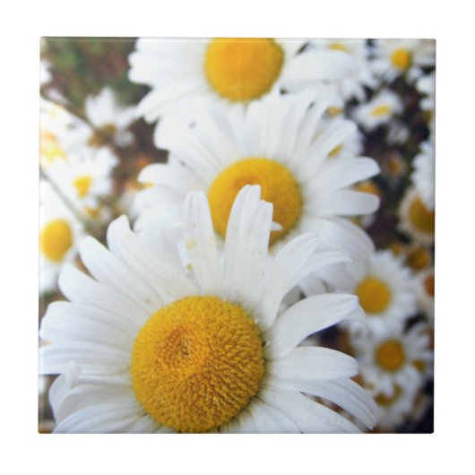 デイジー タイル (正面)