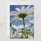 デイジー,デイジー，白い花，リハーサルディナー 招待状 (裏面)