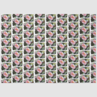 デイジー（ピンク） 薄葉紙