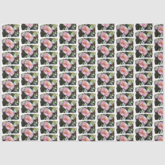 デイジー（ピンク） 薄葉紙 (正面)