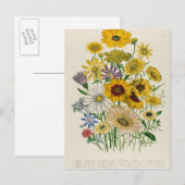 デイジー、プレート31から「The Ladies」 ポストカード (正面/裏面)