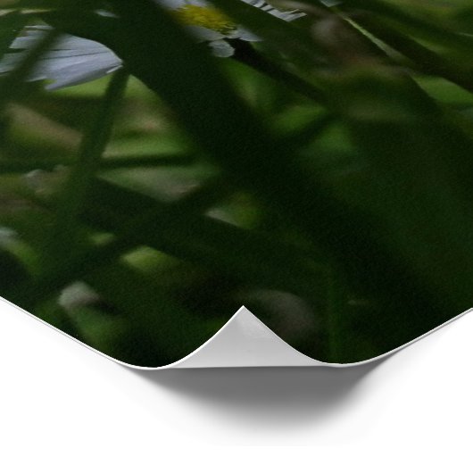 デイジー ポスター (角)