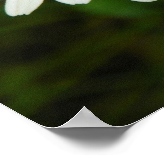 デイジー ポスター (角)