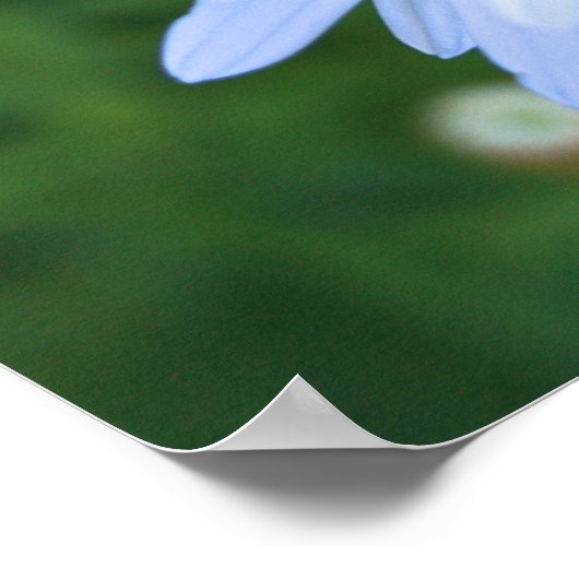 デイジー ポスター (角)