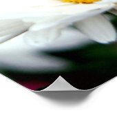 デイジー ポスター (角)