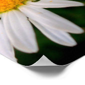 デイジー ポスター (角)