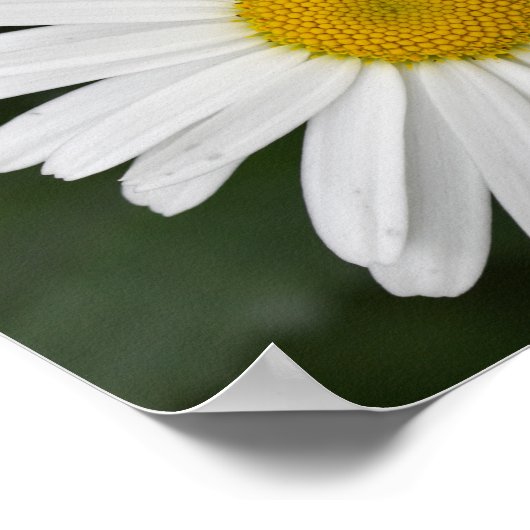 デイジー ポスター (角)