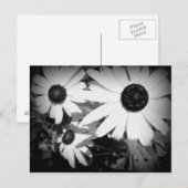 デイジー ポストカード (正面/裏面)
