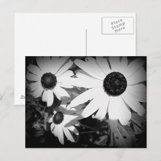 デイジー ポストカード (正面/裏面)