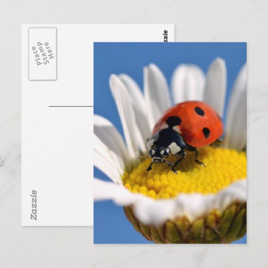 デイジー ポストカード (正面/裏面)