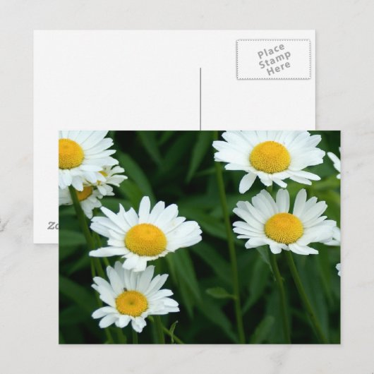 デイジー ポストカード (正面/裏面)
