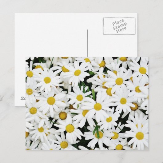 デイジー ポストカード (正面/裏面)