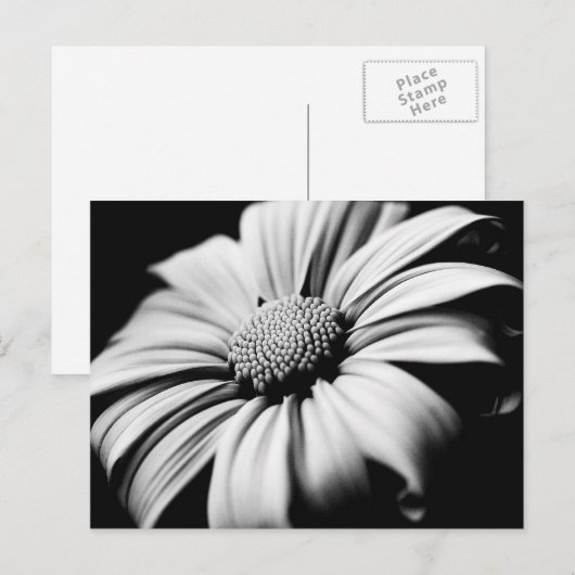 デイジー ポストカード (正面/裏面)
