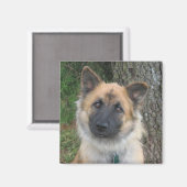 デイジー マグネット (正面/裏面)