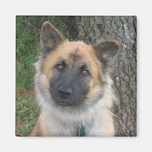 デイジー マグネット (正面)