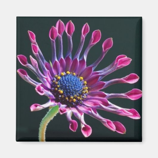 デイジー マグネット (正面)