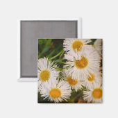 デイジー マグネット (正面/裏面)