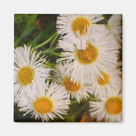 デイジー マグネット