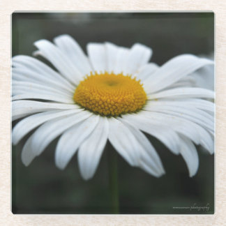 デイジー-顔アップ ガラスコースター
