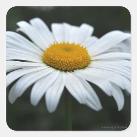 デイジー-顔アップ スクエアシール (正面)