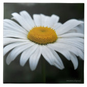 デイジー-顔アップ タイル (正面)