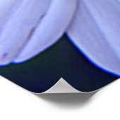 デイジー- 20x30 ポスター (角)