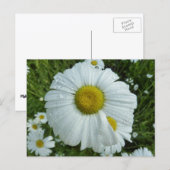 デイジーIワイルドフラワーフローラ ポストカード (正面/裏面)