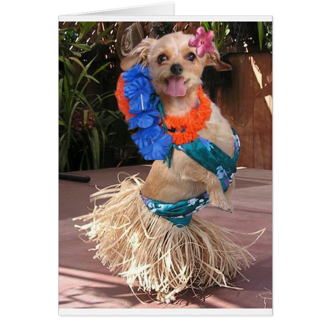 デイジーII -フラのデイジー (正面)