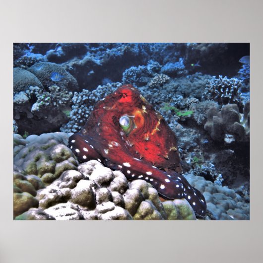 デイタコ ポスター (正面)