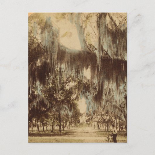 デイトナ葉書の銀色のドレープ ポストカード (正面)