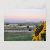 デイドリームアットデュスクサンフラワープラリー葉書 ポストカード (正面)